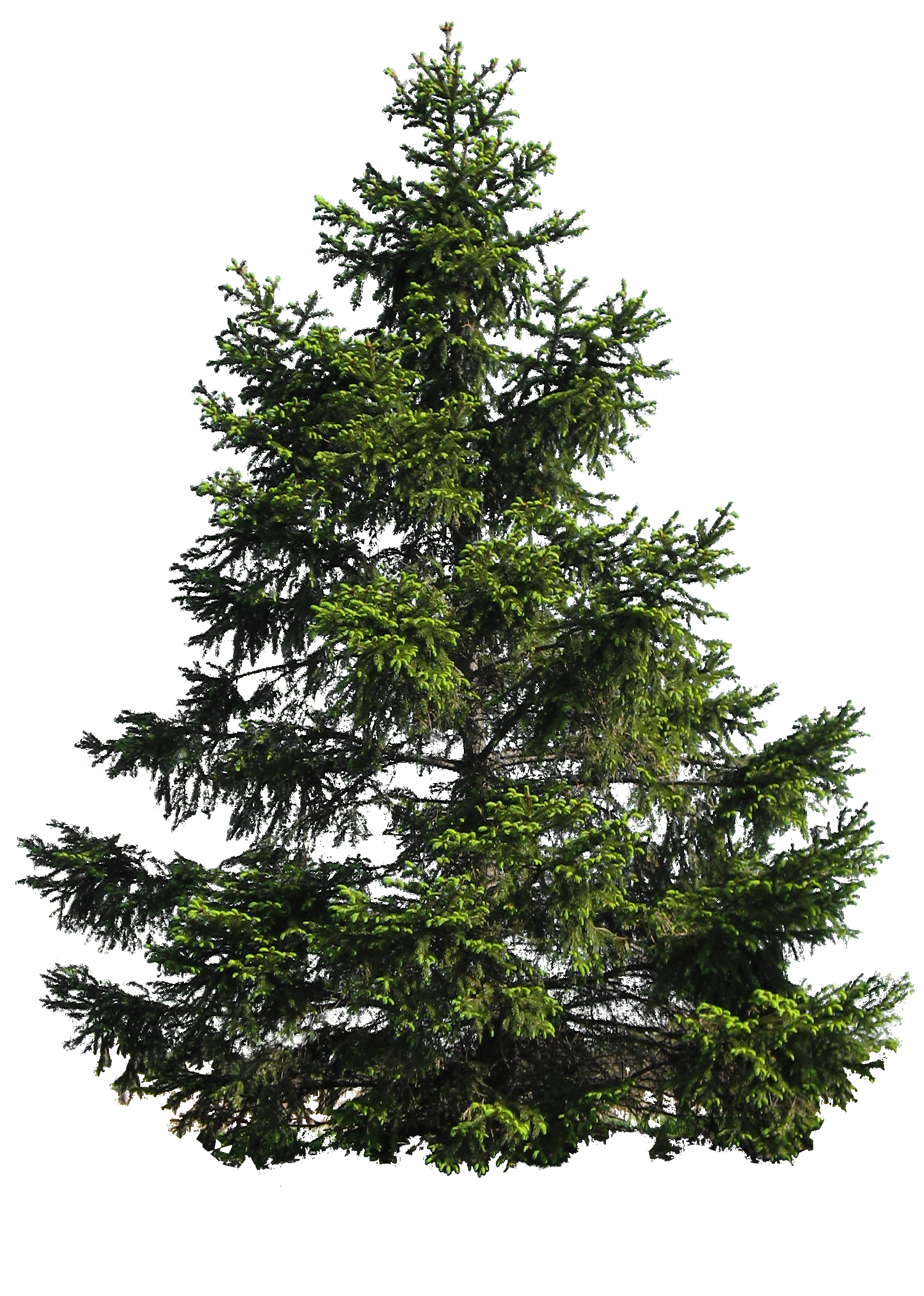 Tree - PNG image with transparent background | Free Png Images