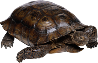 Turtle Png Image With Transparent Background Free Png Images